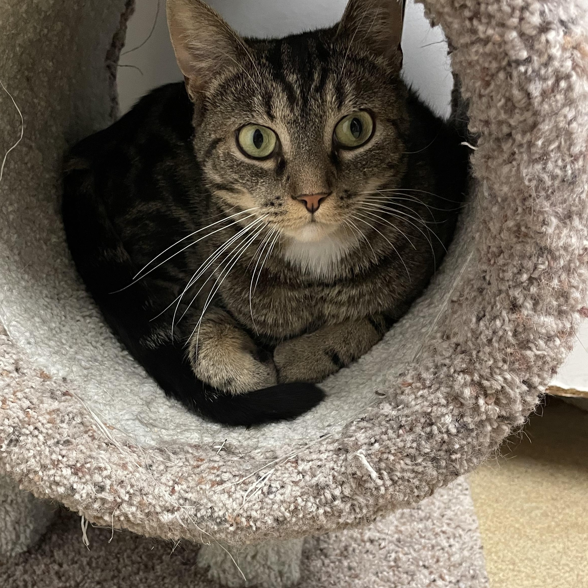 Enlarge Faith, a Adoptable mixed breed in North Kingstown, RI image 5/6