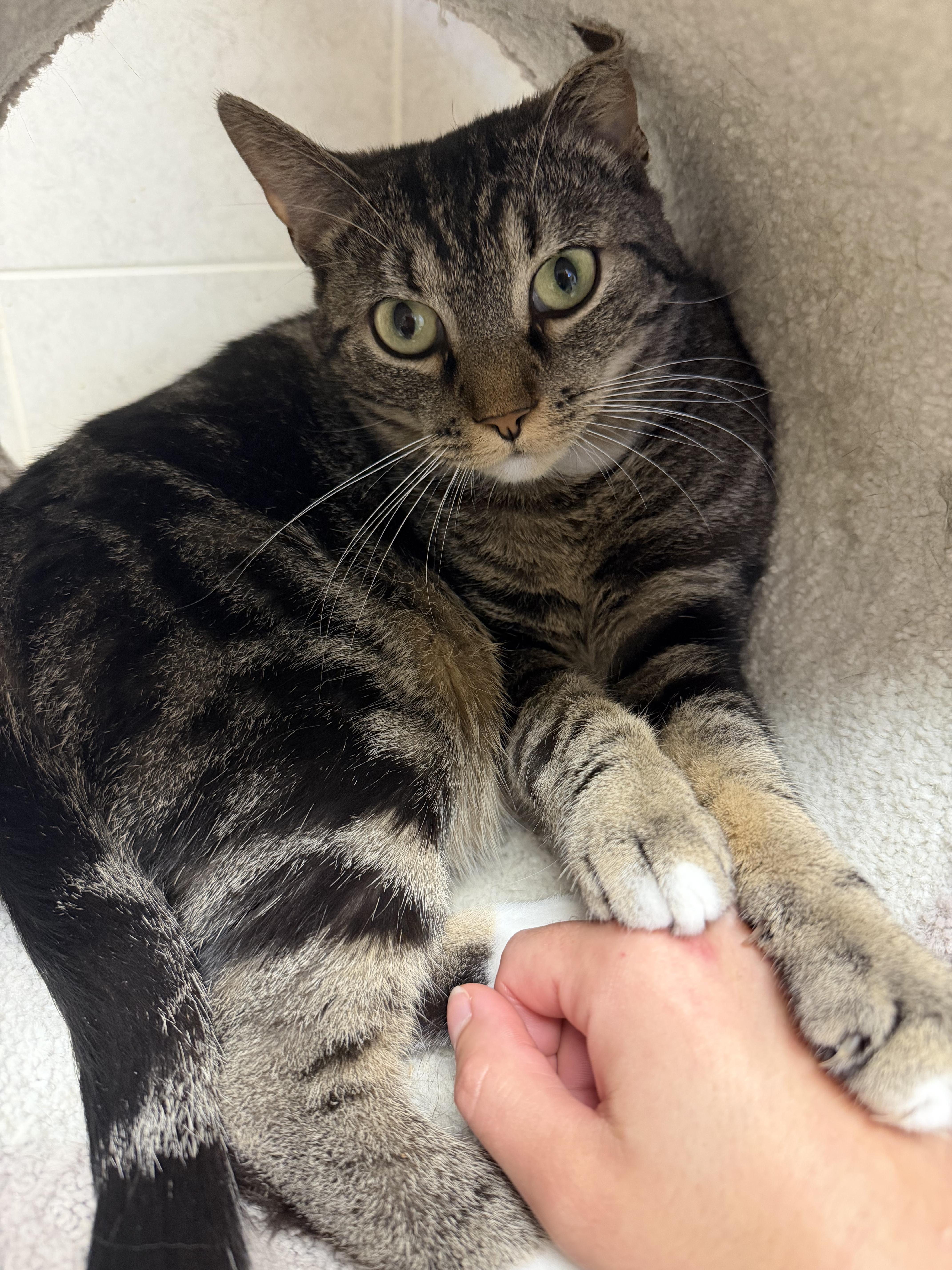Enlarge Faith, a Adoptable mixed breed in North Kingstown, RI image 4/6