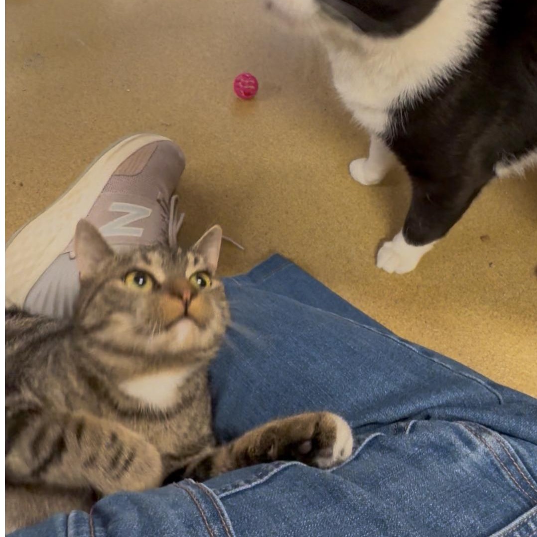 Faith, a Adoptable mixed breed in North Kingstown, RI image 2/6