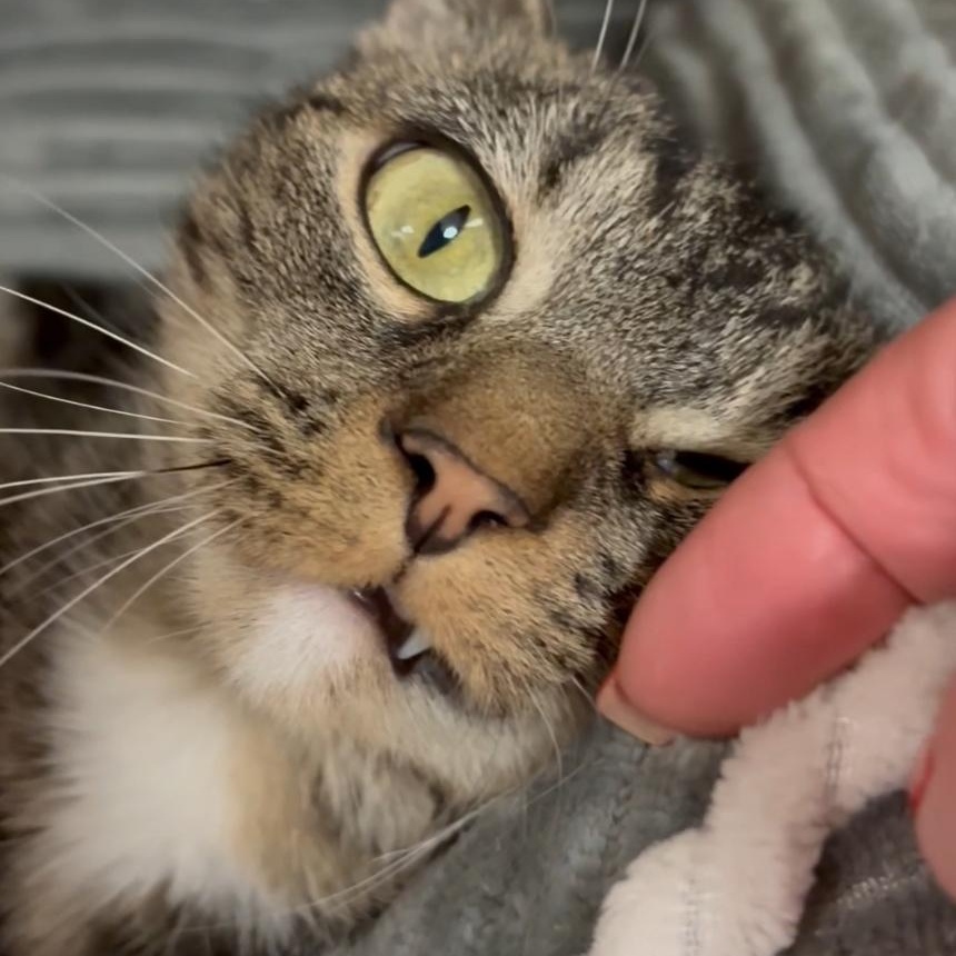 Faith, a Adoptable mixed breed in North Kingstown, RI image 3/6