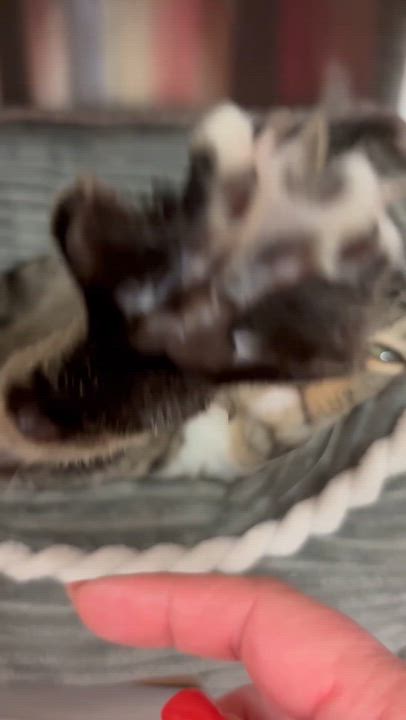 Enlarge Faith, a Adoptable mixed breed in North Kingstown, RI video 6/6