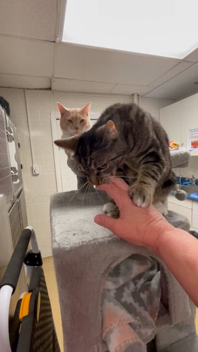 Enlarge Faith, a Adoptable mixed breed in North Kingstown, RI video 2/6