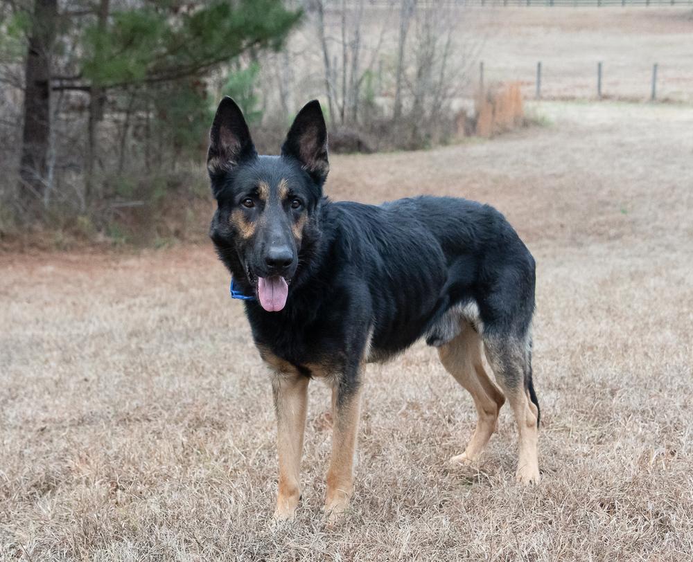 Enlarge Hayes, a Adoptable German Shepherd Dog in Dacula, GA image 3/3
