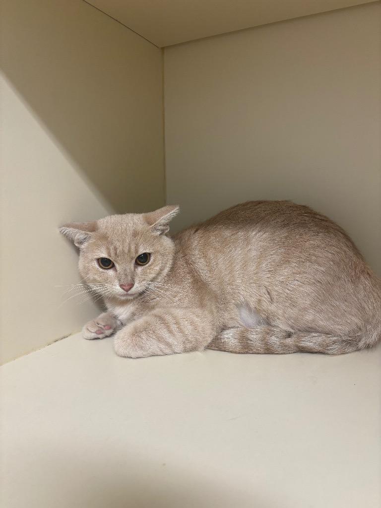 Atlanta, Adoptable, Young Female Domestic Short Hair.