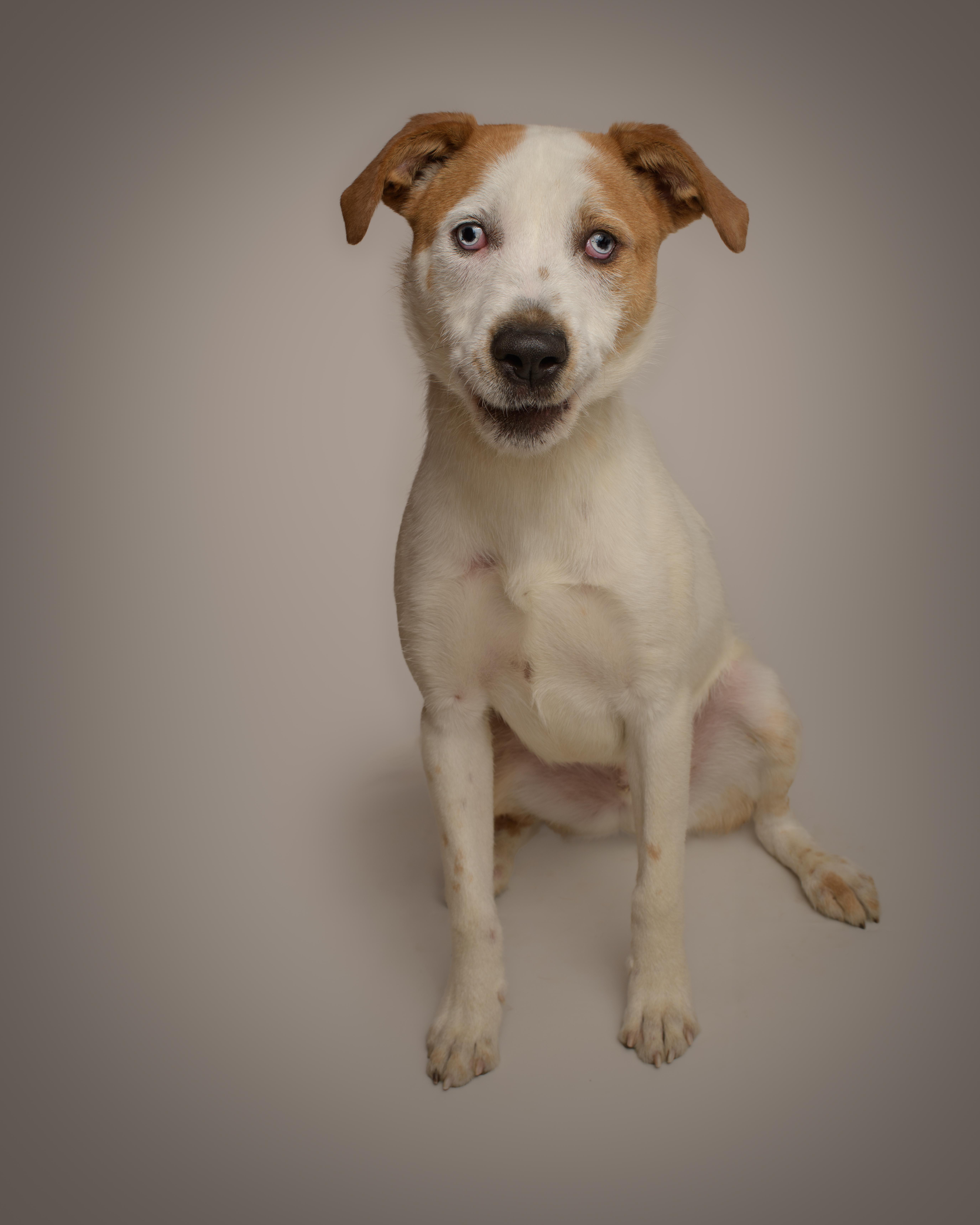 Dot, a Adoptable mixed breed in Southold, NY image 1/2