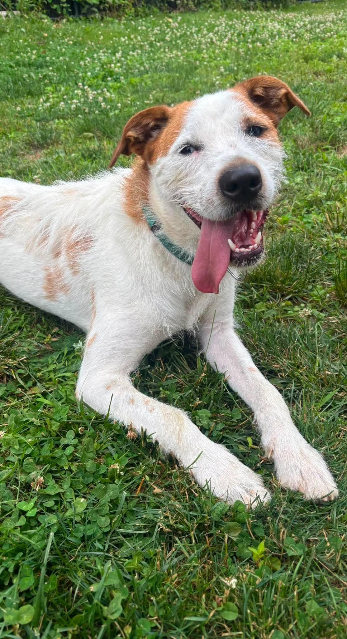 Dot, an adoptable mixed breed in Southold, NY image 1/2