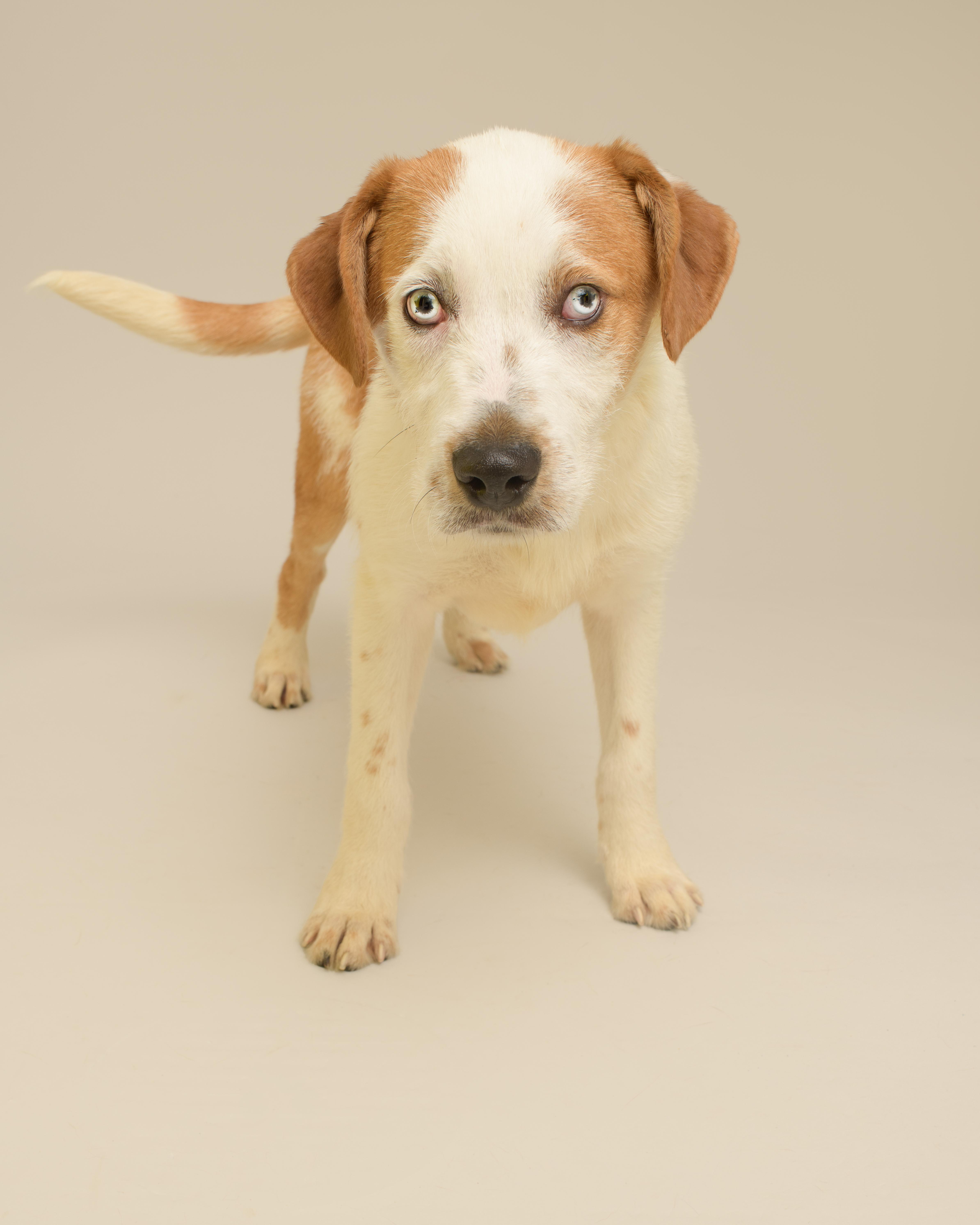 Dot, a Adoptable mixed breed in Southold, NY image 2/2