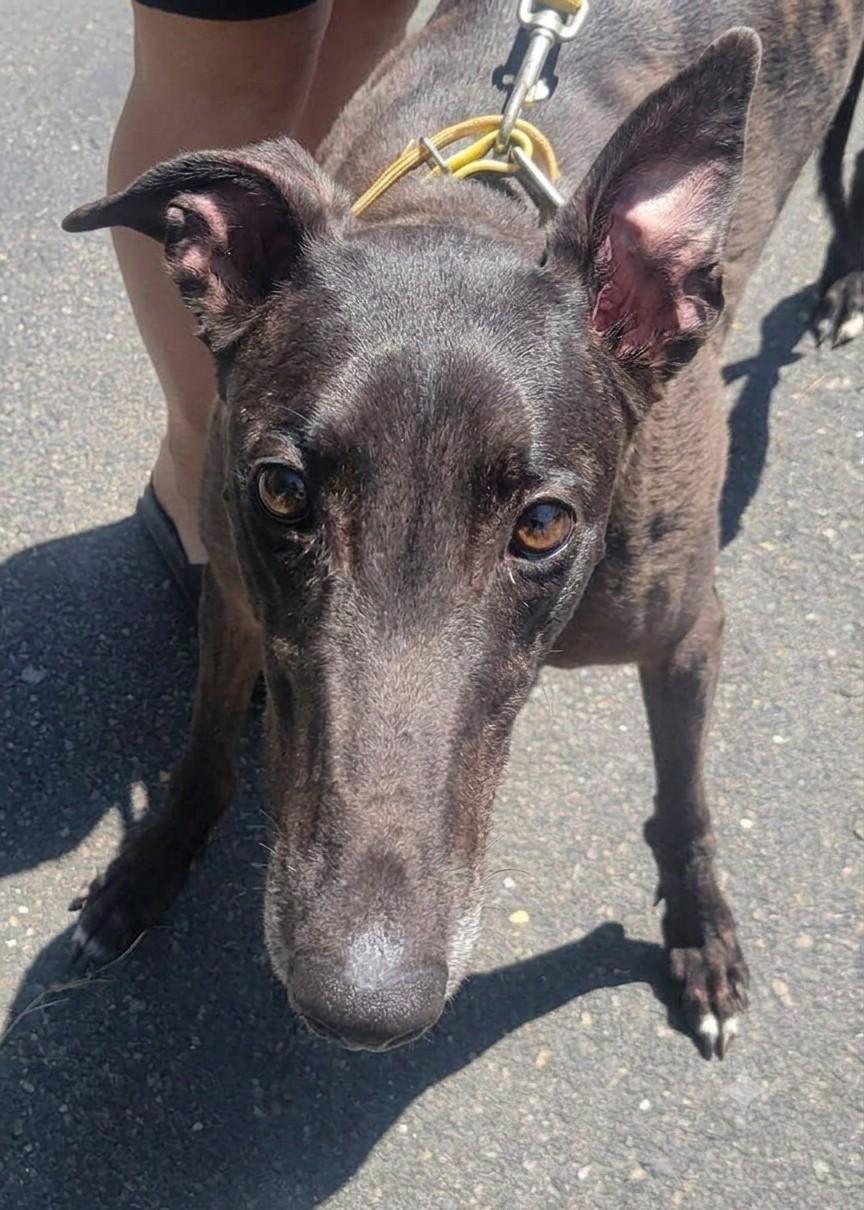Kelsos Crusader, adoptable, Young Male Greyhound.