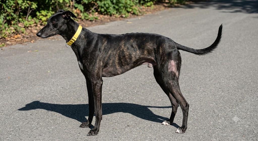 Enlarge Kelsos Crusader, an adoptable Greyhound in Allentown, PA image 3/3