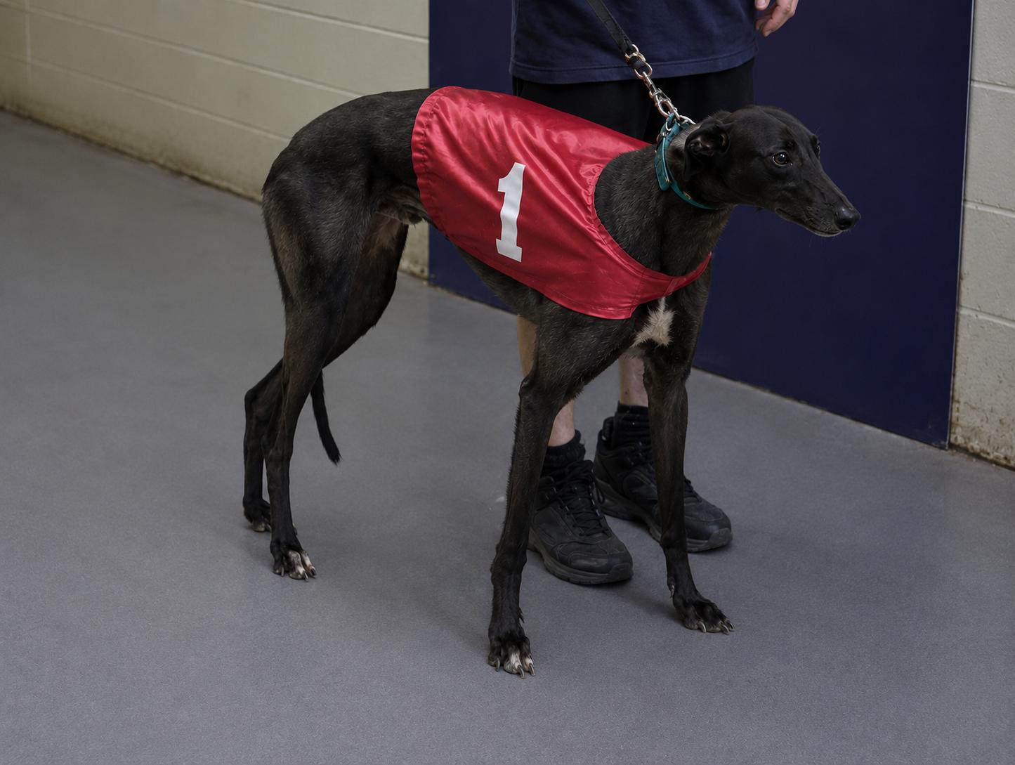 Enlarge Kelsos Crusader, an adoptable Greyhound in Allentown, PA image 2/3