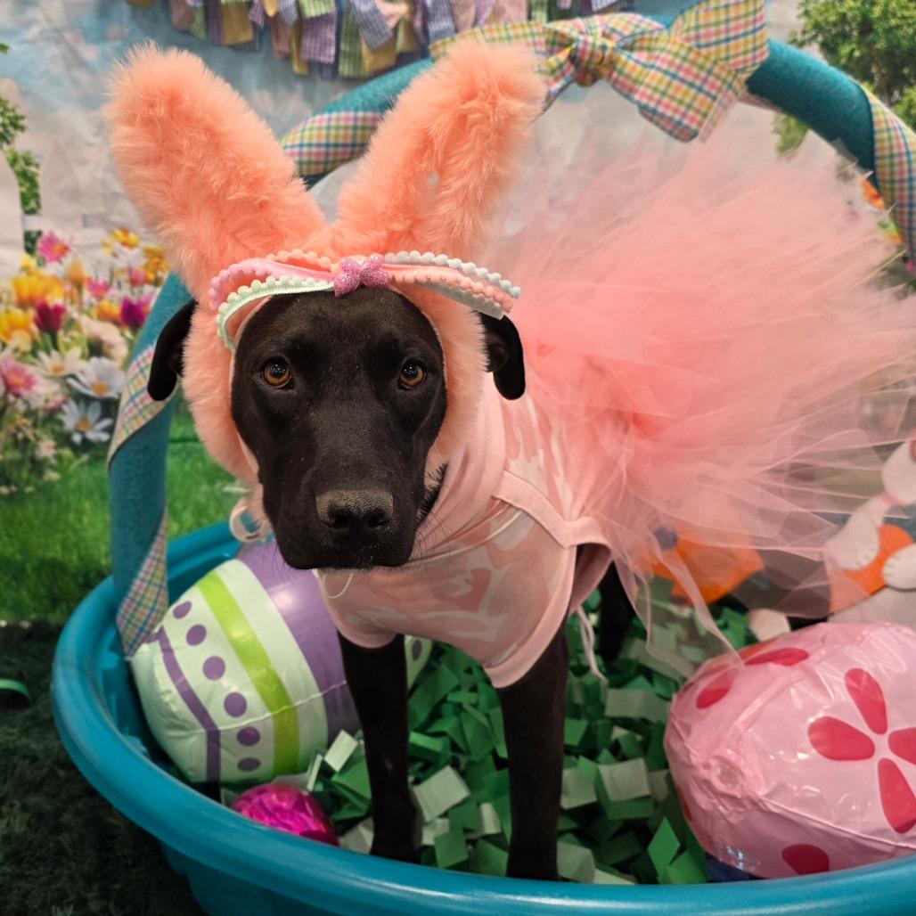 Athena, a Adoptable mixed breed in Chandler, AZ image 1/4