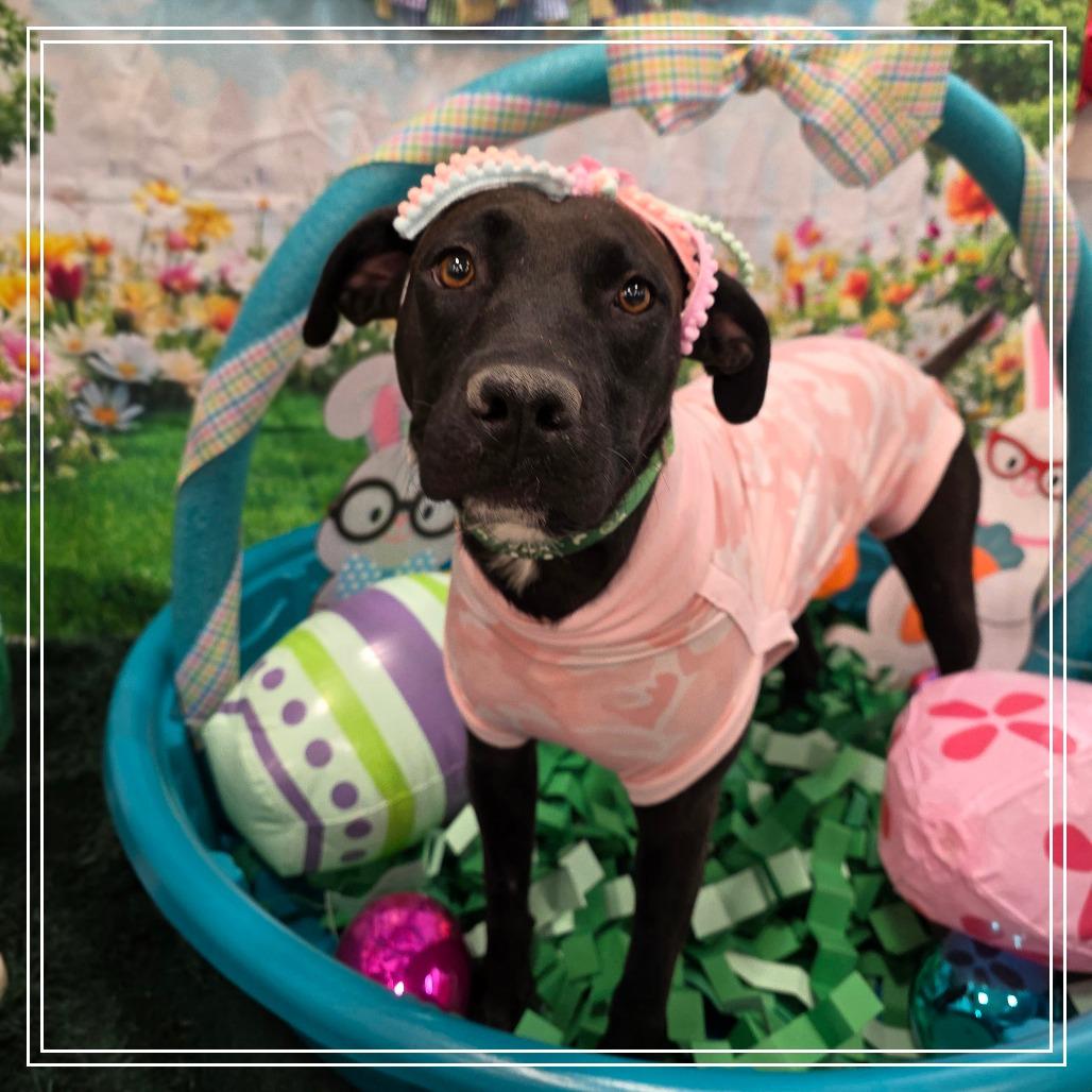 Athena, a Adoptable mixed breed in Chandler, AZ image 2/4