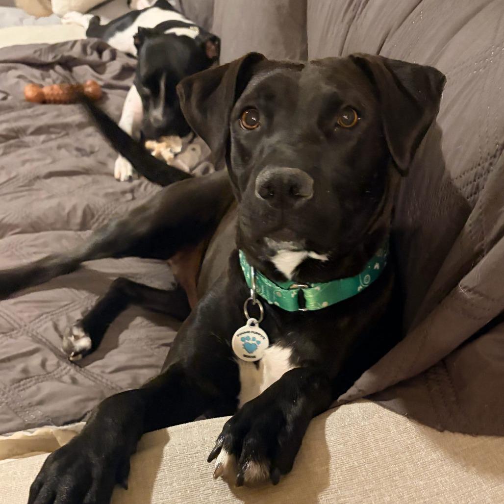 Athena, a Adoptable mixed breed in Chandler, AZ image 3/4