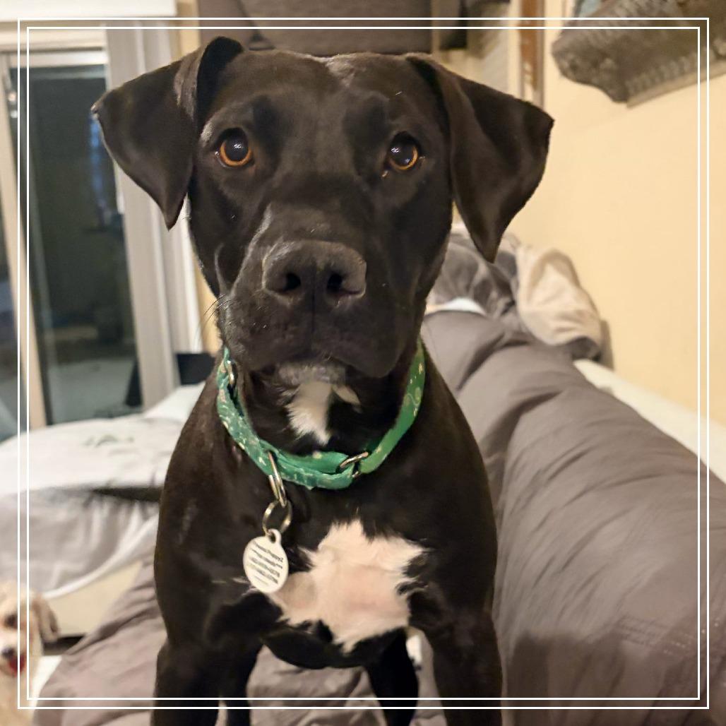 Athena, a Adoptable mixed breed in Chandler, AZ image 4/4