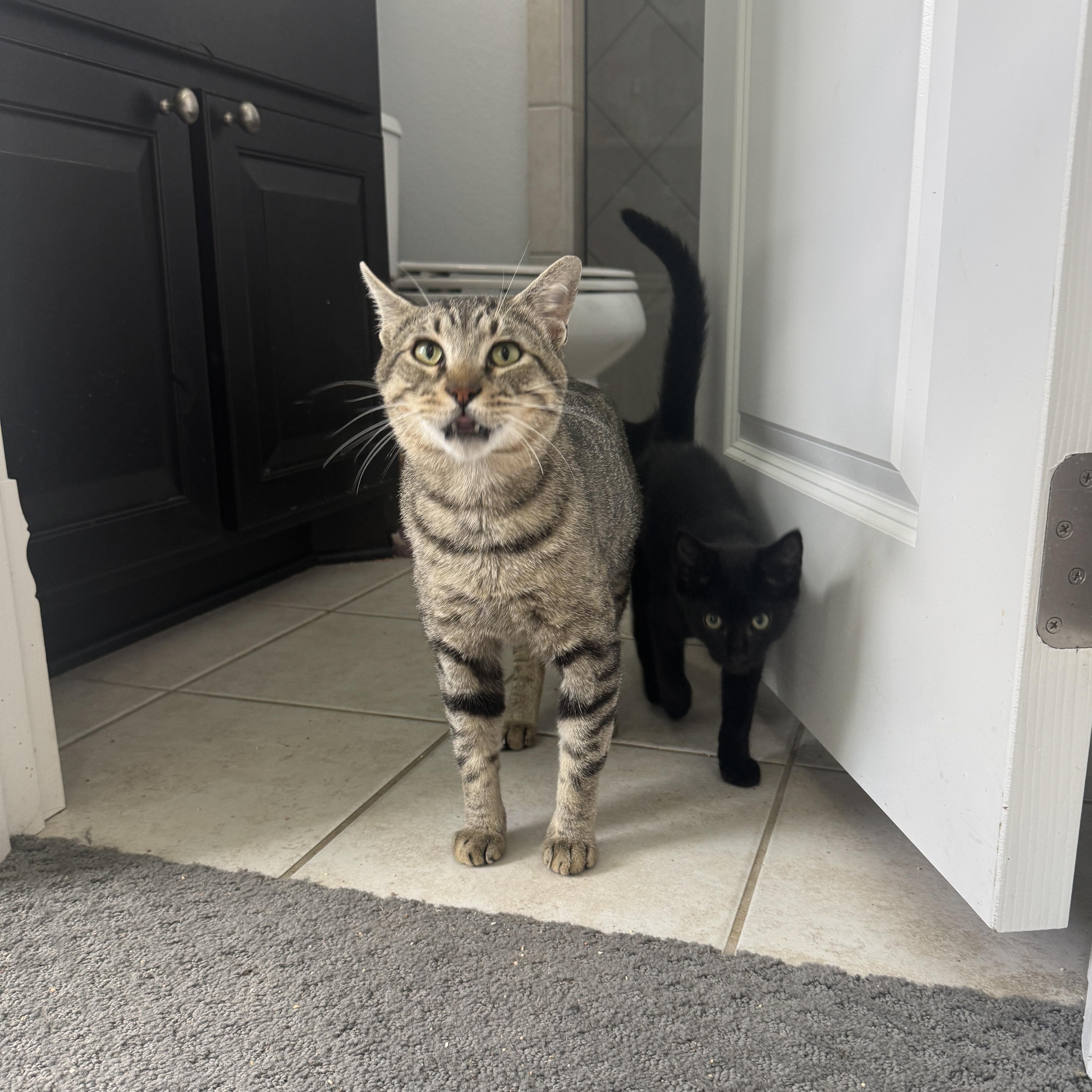 Enlarge Chandler, a Adoptable Domestic Short Hair in Richardson, TX image 2/5