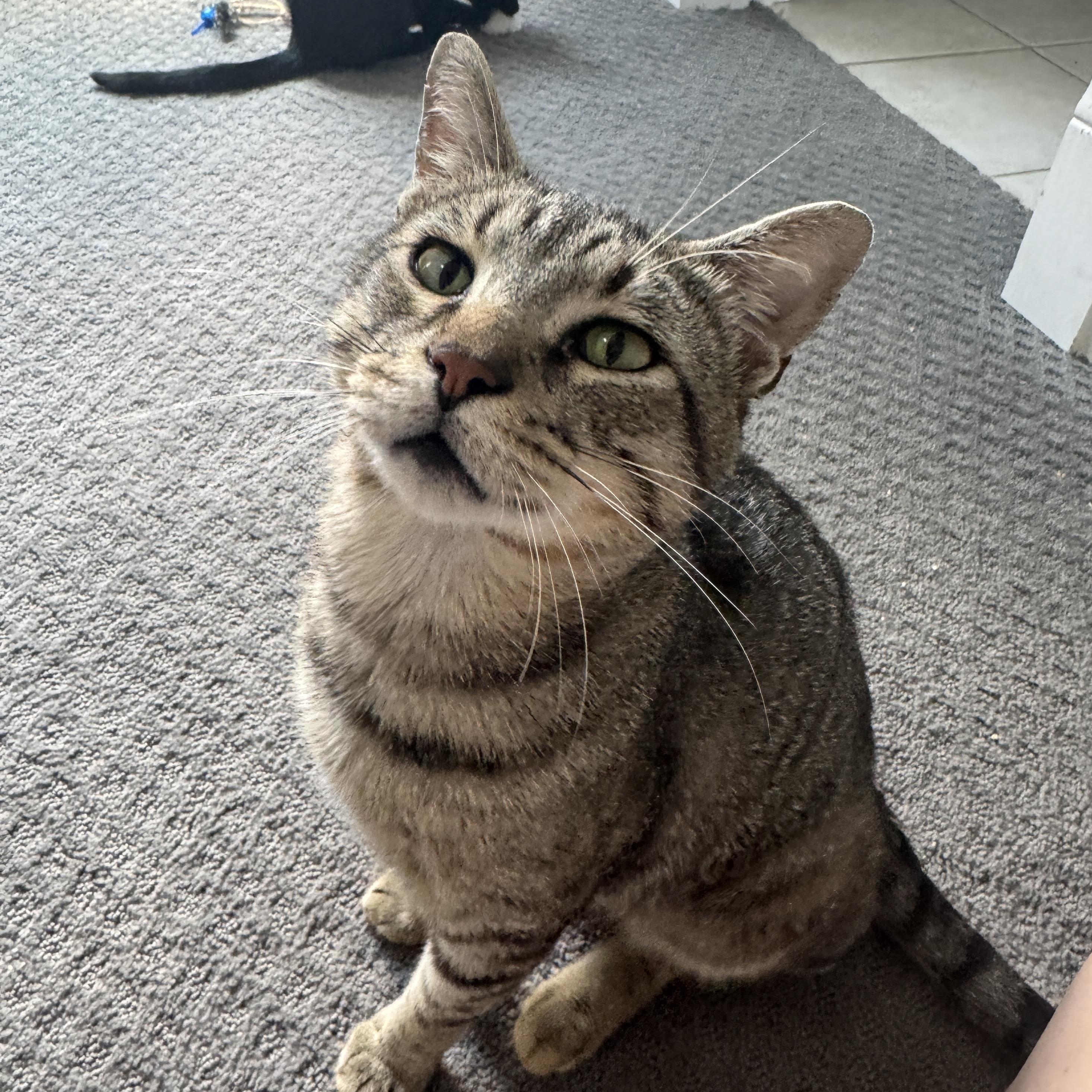 Enlarge Chandler, a Adoptable Domestic Short Hair in Richardson, TX image 1/5