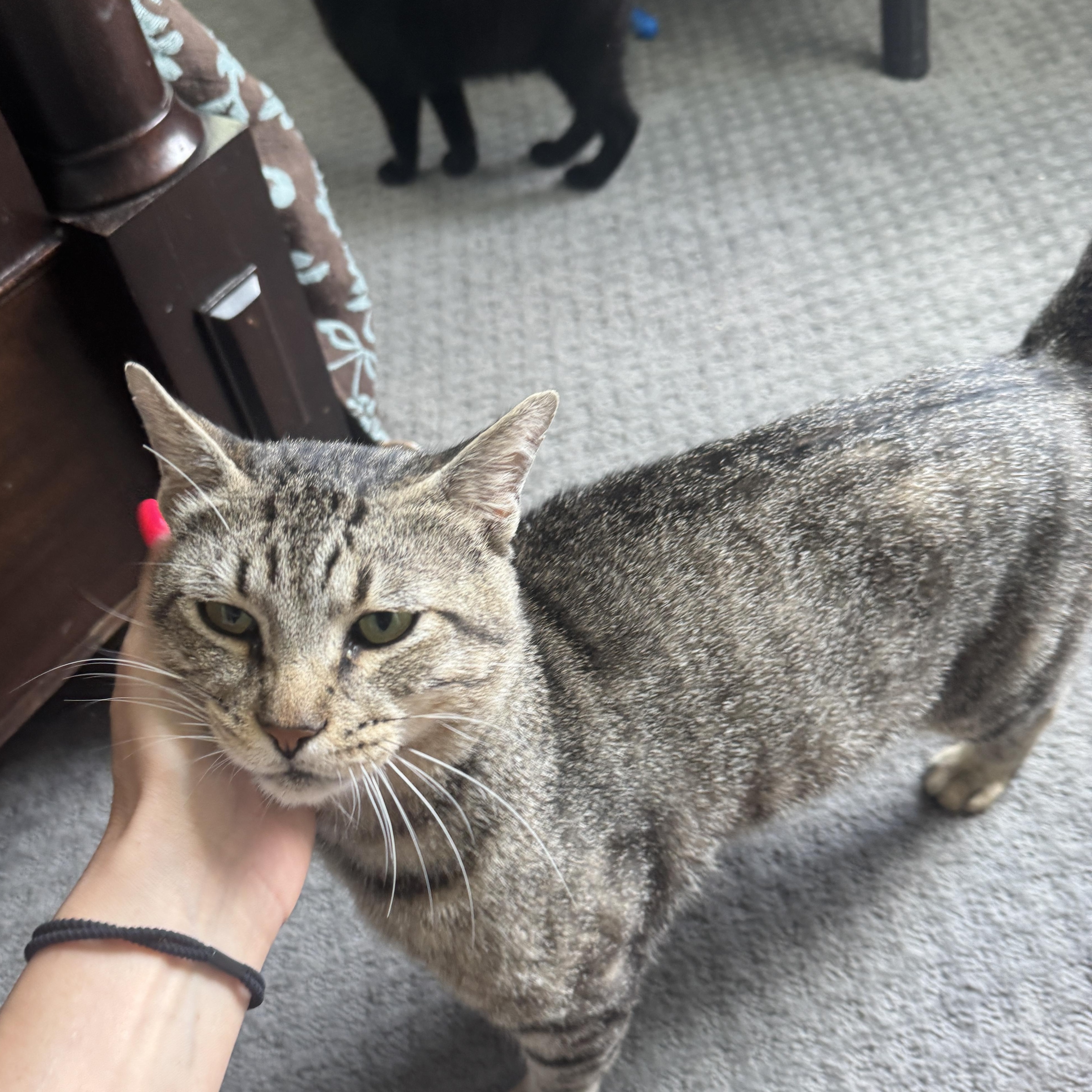 Enlarge Chandler, a Adoptable Domestic Short Hair in Richardson, TX image 3/5