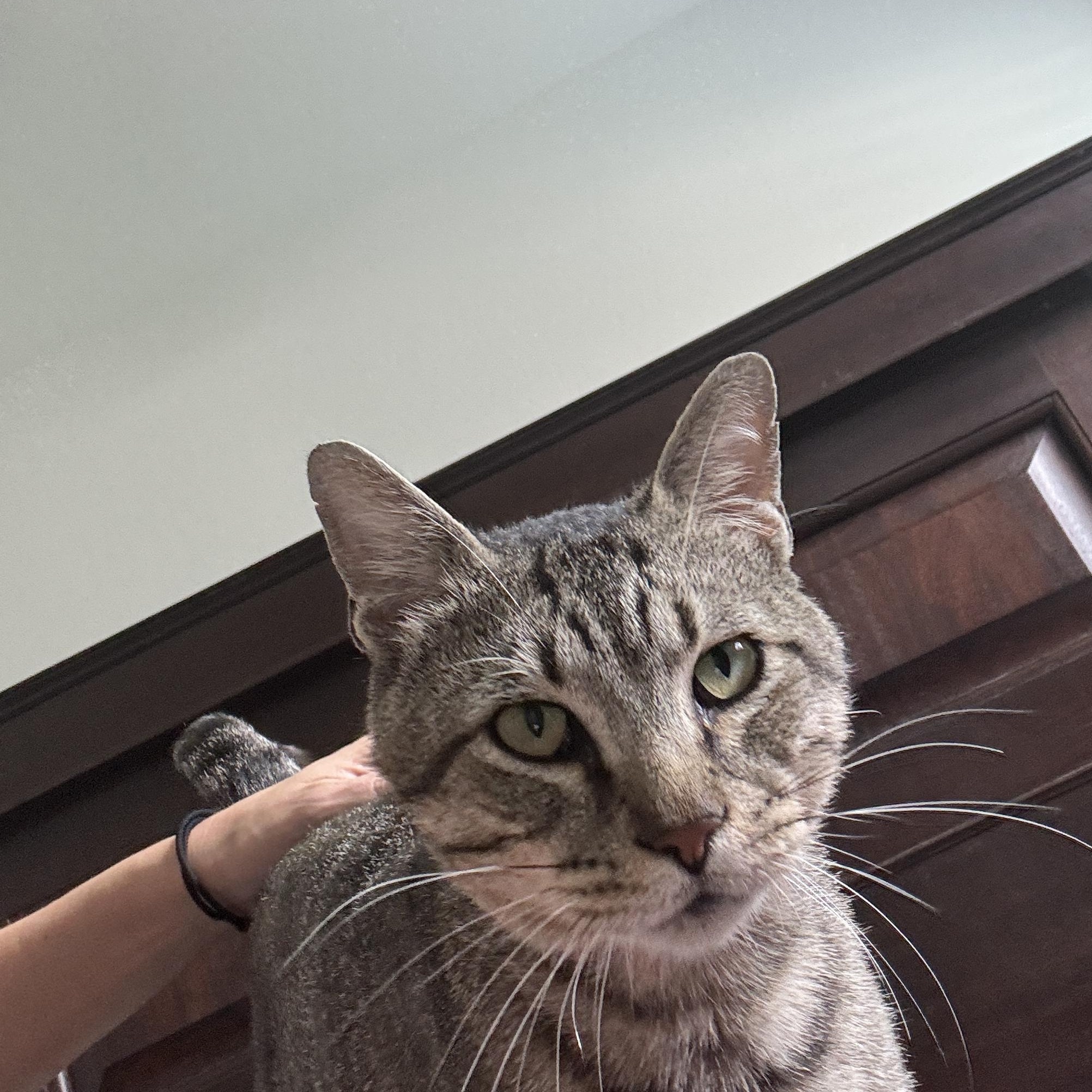 Enlarge Chandler, a Adoptable Domestic Short Hair in Richardson, TX image 4/5