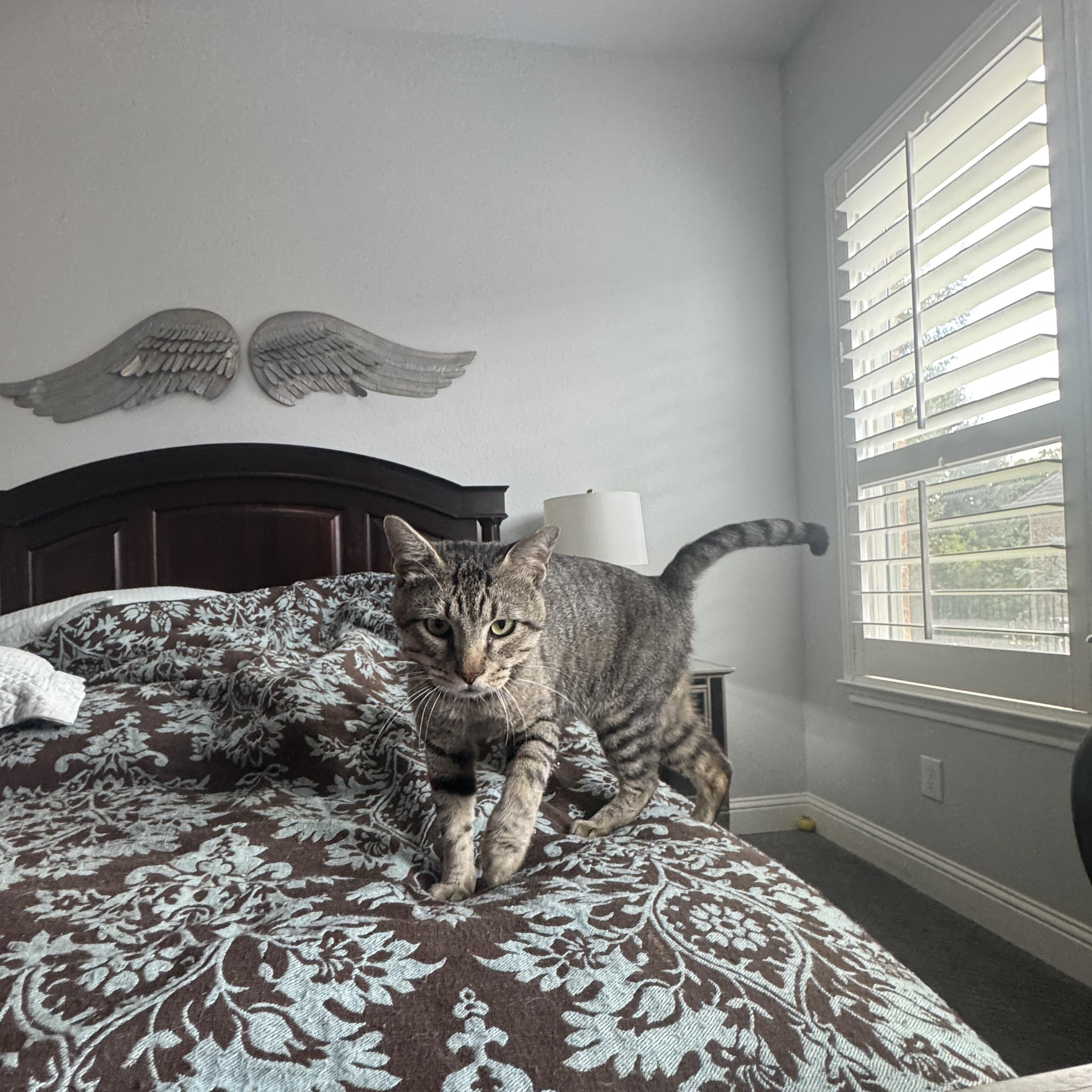 Enlarge Chandler, a Adoptable Domestic Short Hair in Richardson, TX image 5/5