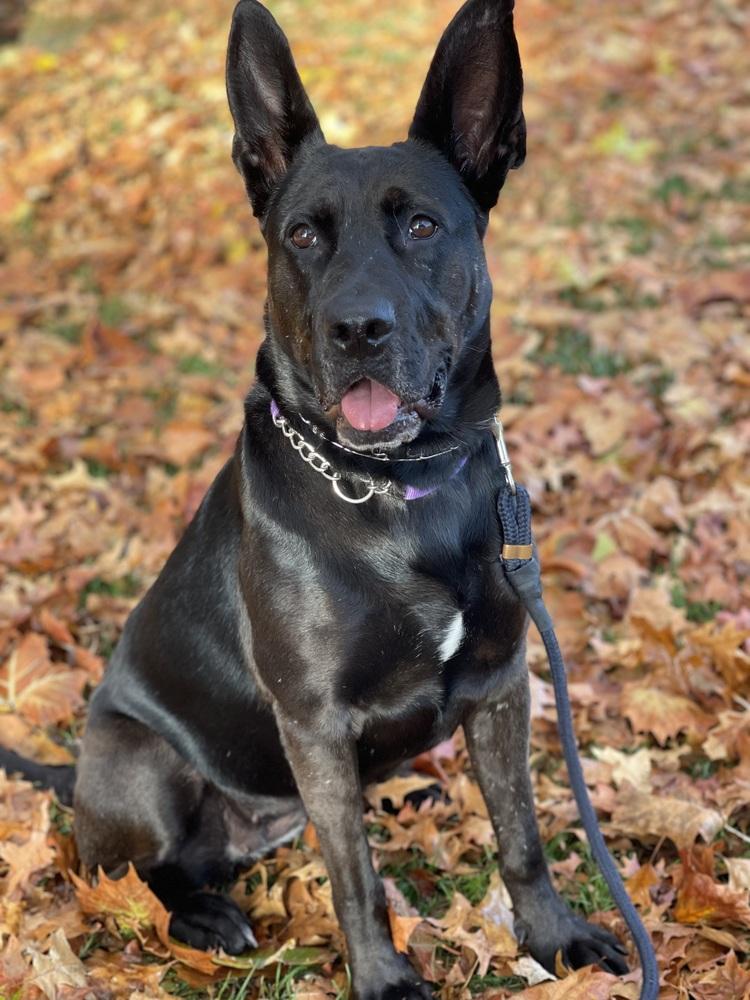 Daria, Adoptable, Adult Female German Shepherd Dog & Great Dane.
