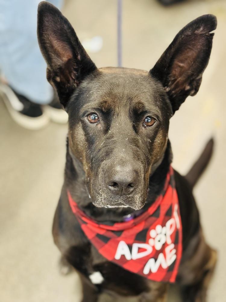 Daria, a Adoptable mixed breed in Pleasant Hill, CA image 2/6