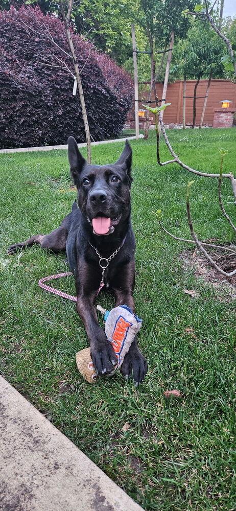 Enlarge Daria, a Adoptable mixed breed in Pleasant Hill, CA image 2/6