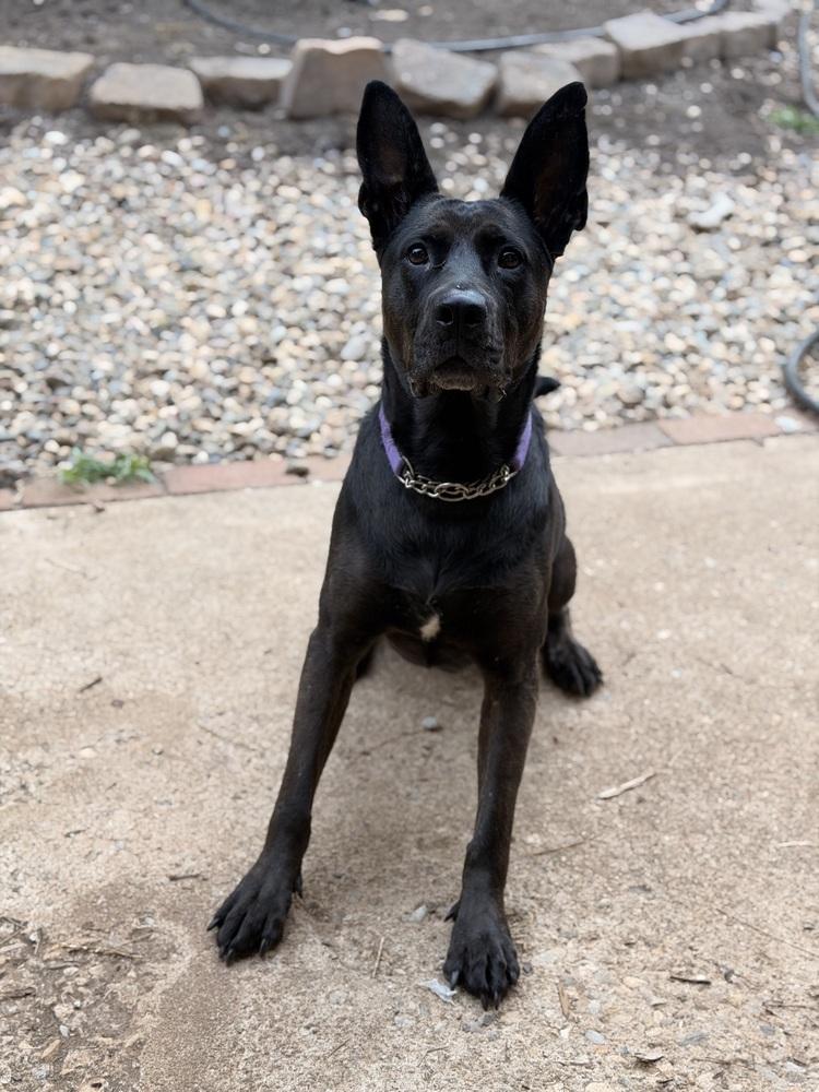 Enlarge Daria, a Adoptable mixed breed in Pleasant Hill, CA image 2/6