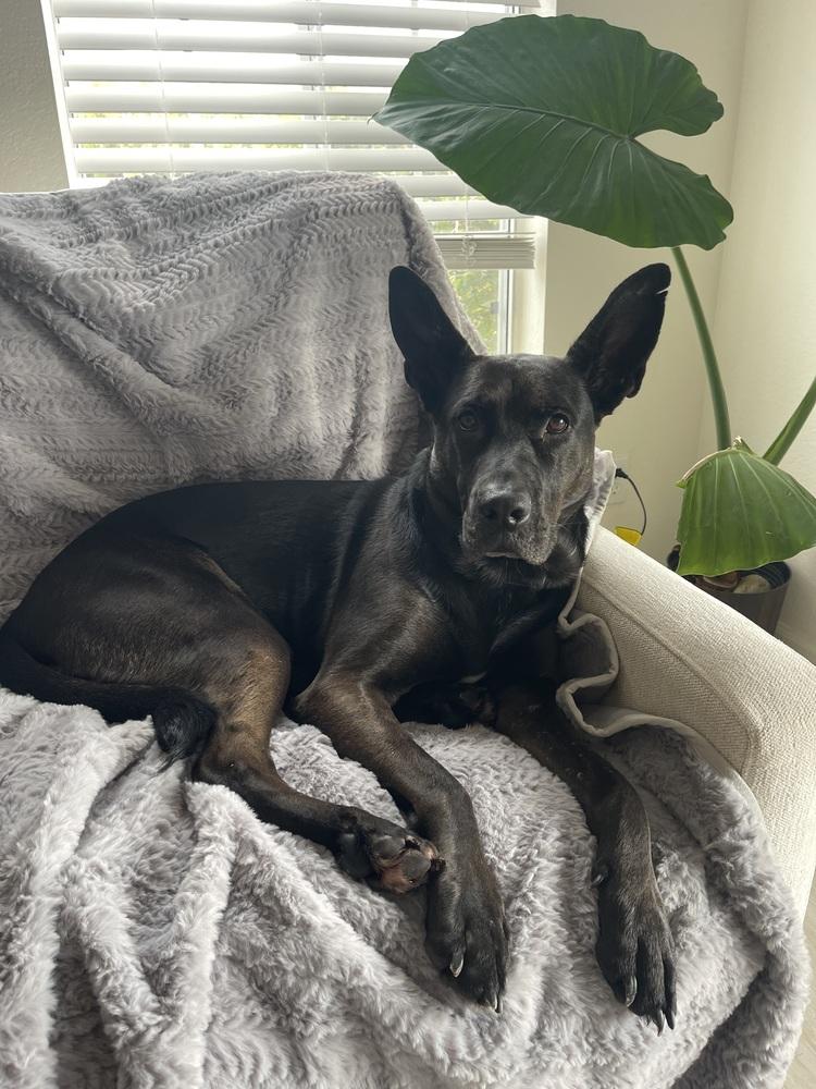 Enlarge Daria, a Adoptable mixed breed in Pleasant Hill, CA image 3/6