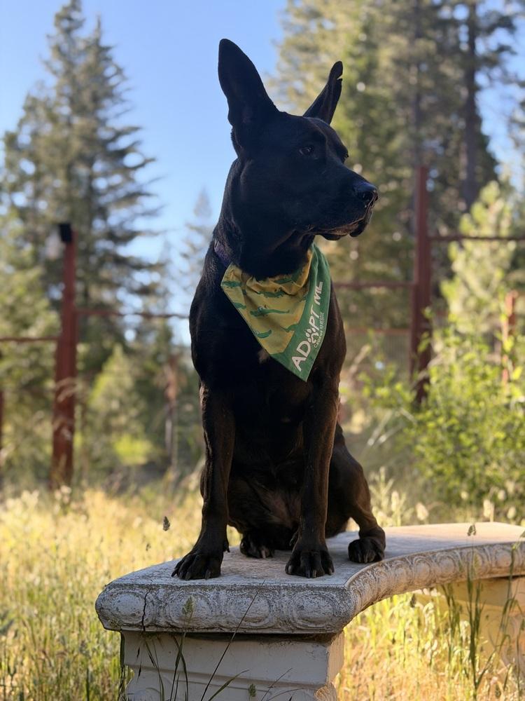Enlarge Daria, a Adoptable mixed breed in Pleasant Hill, CA image 4/6