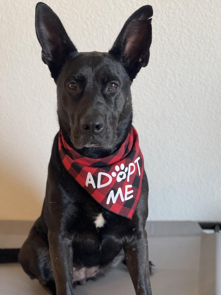 Daria, a Adoptable mixed breed in Pleasant Hill, CA image 3/6