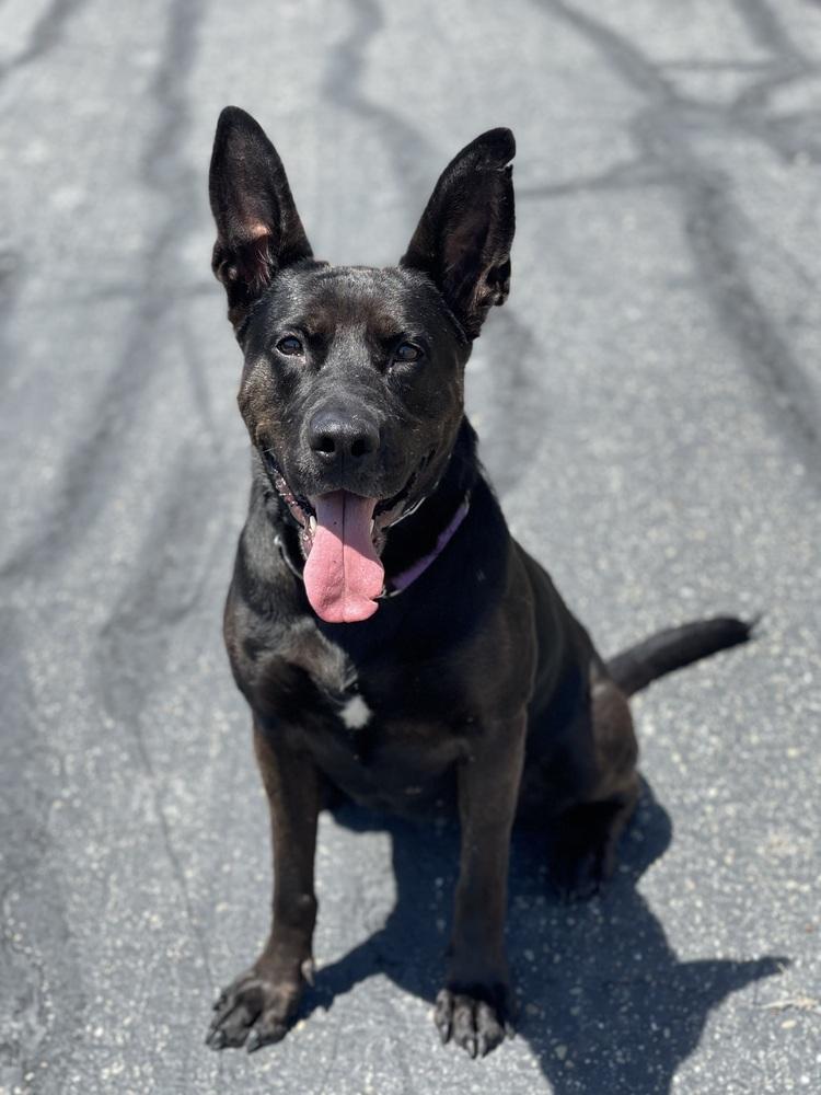 Enlarge Daria, a Adoptable mixed breed in Pleasant Hill, CA image 4/6