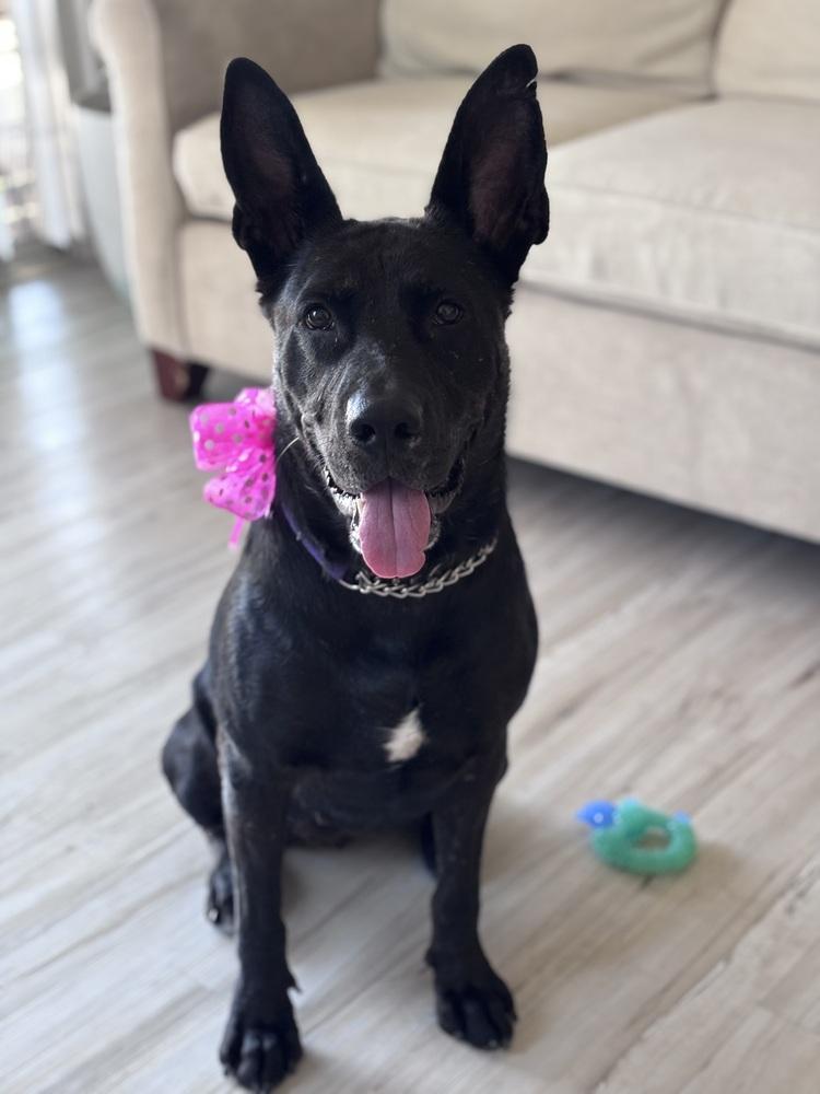 Daria, a Adoptable mixed breed in Pleasant Hill, CA image 4/6