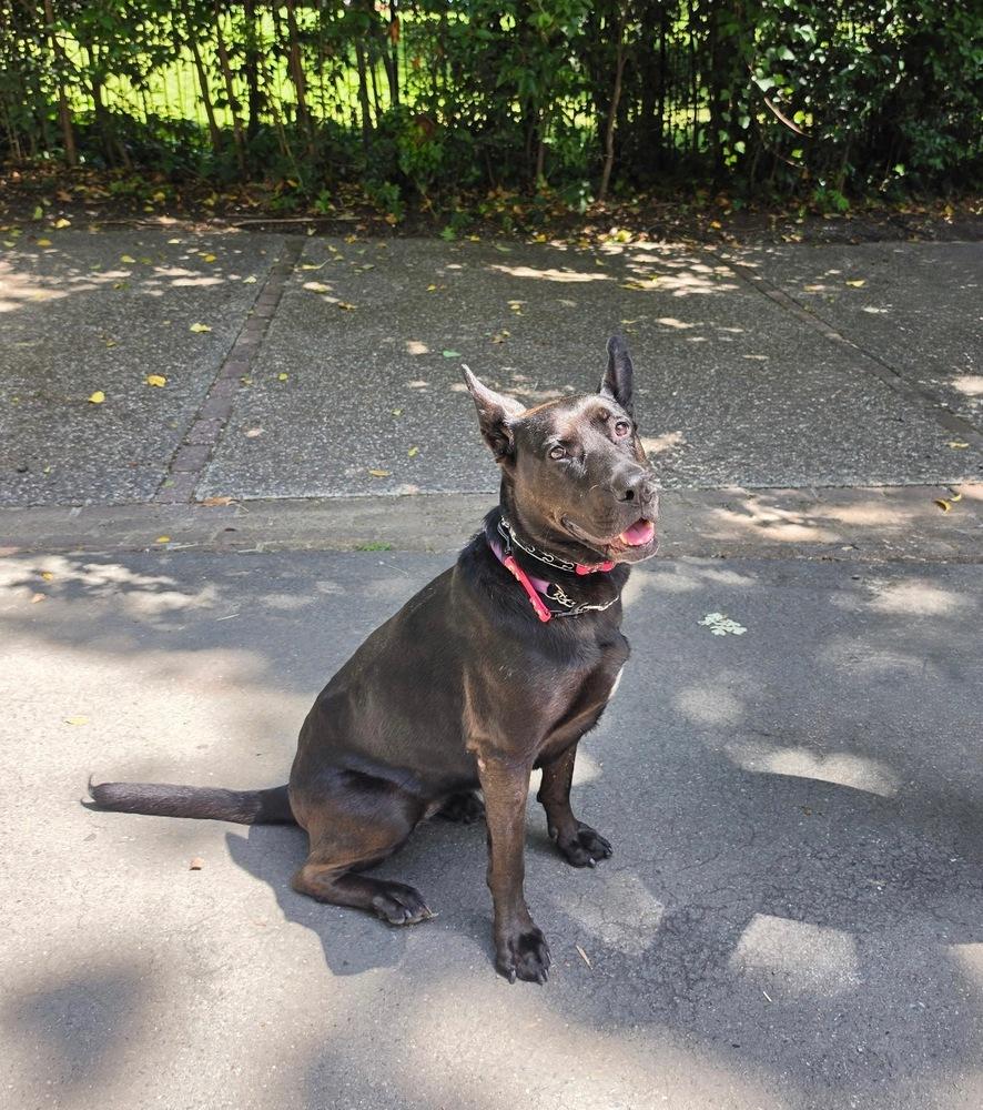 Enlarge Daria, a Adoptable mixed breed in Pleasant Hill, CA image 4/6