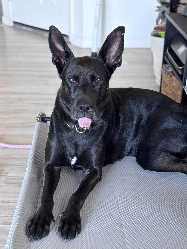 Daria, a Adoptable mixed breed in Pleasant Hill, CA image 5/6