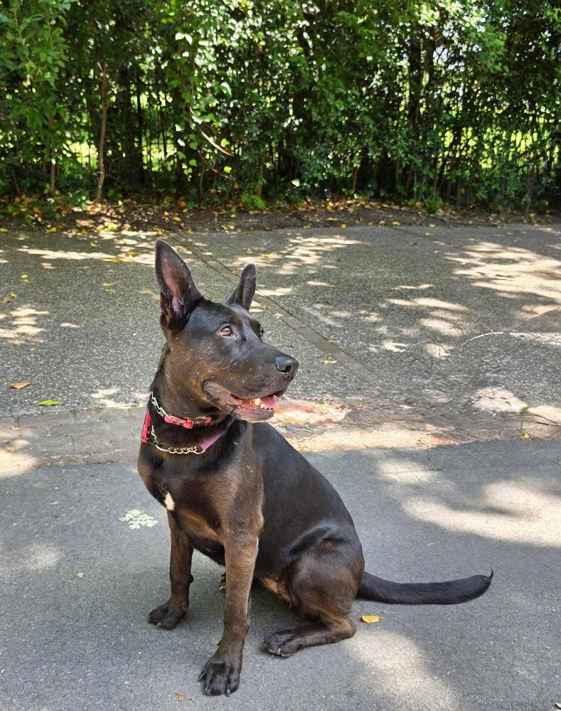 Enlarge Daria, a Adoptable mixed breed in Pleasant Hill, CA image 5/6