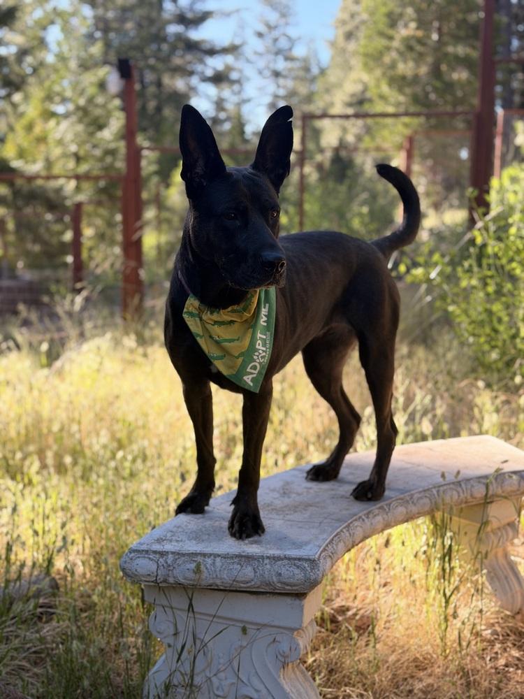 Enlarge Daria, a Adoptable mixed breed in Pleasant Hill, CA image 6/6