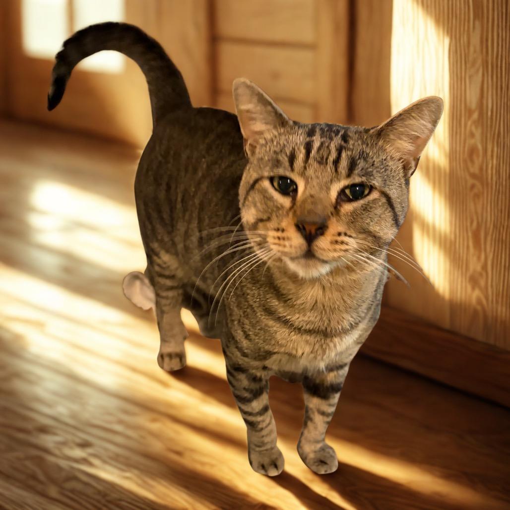Dudley, Adoptable, Adult Male Domestic Short Hair.