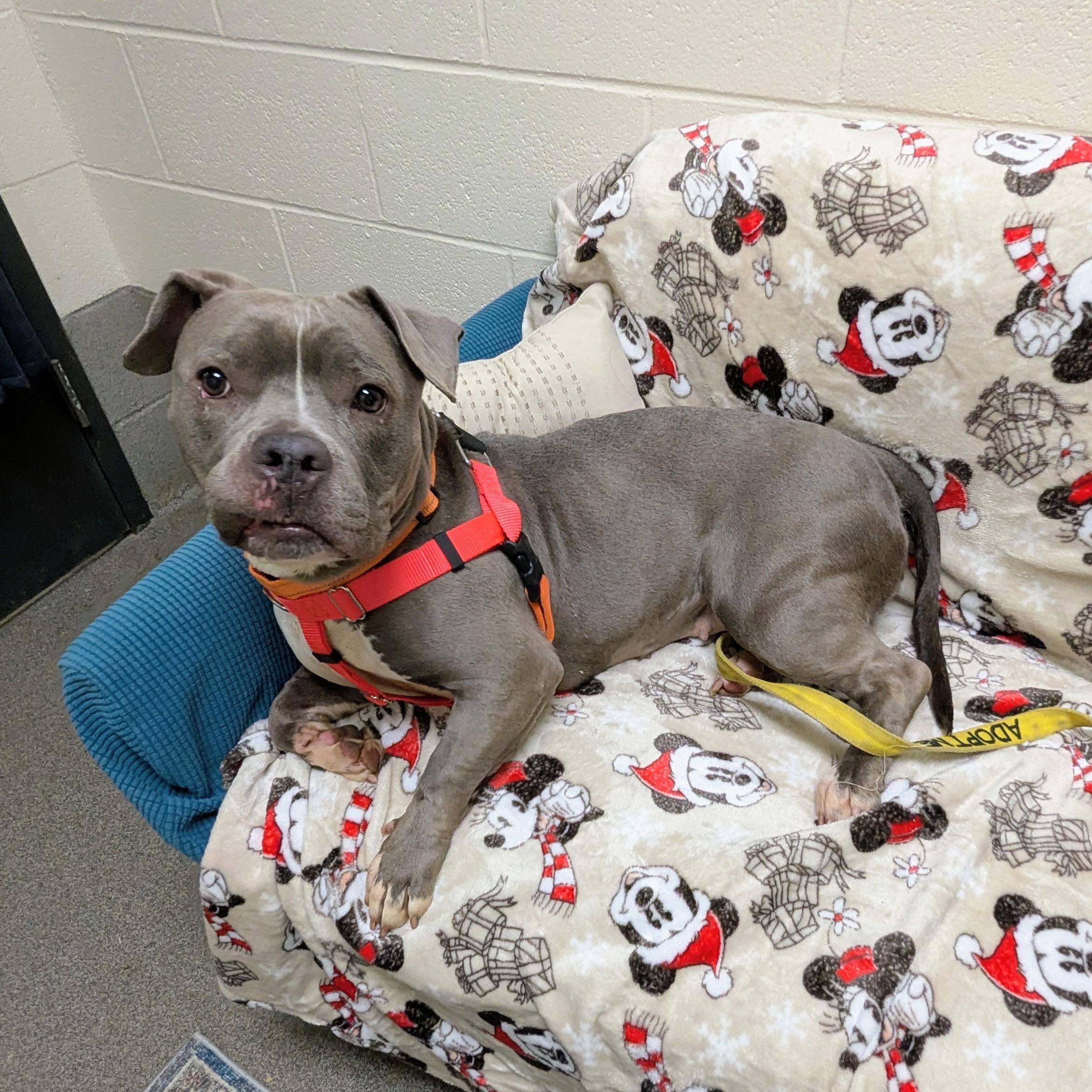 Enlarge Dee, a Adoptable mixed breed in Stratford, CT image 2/2