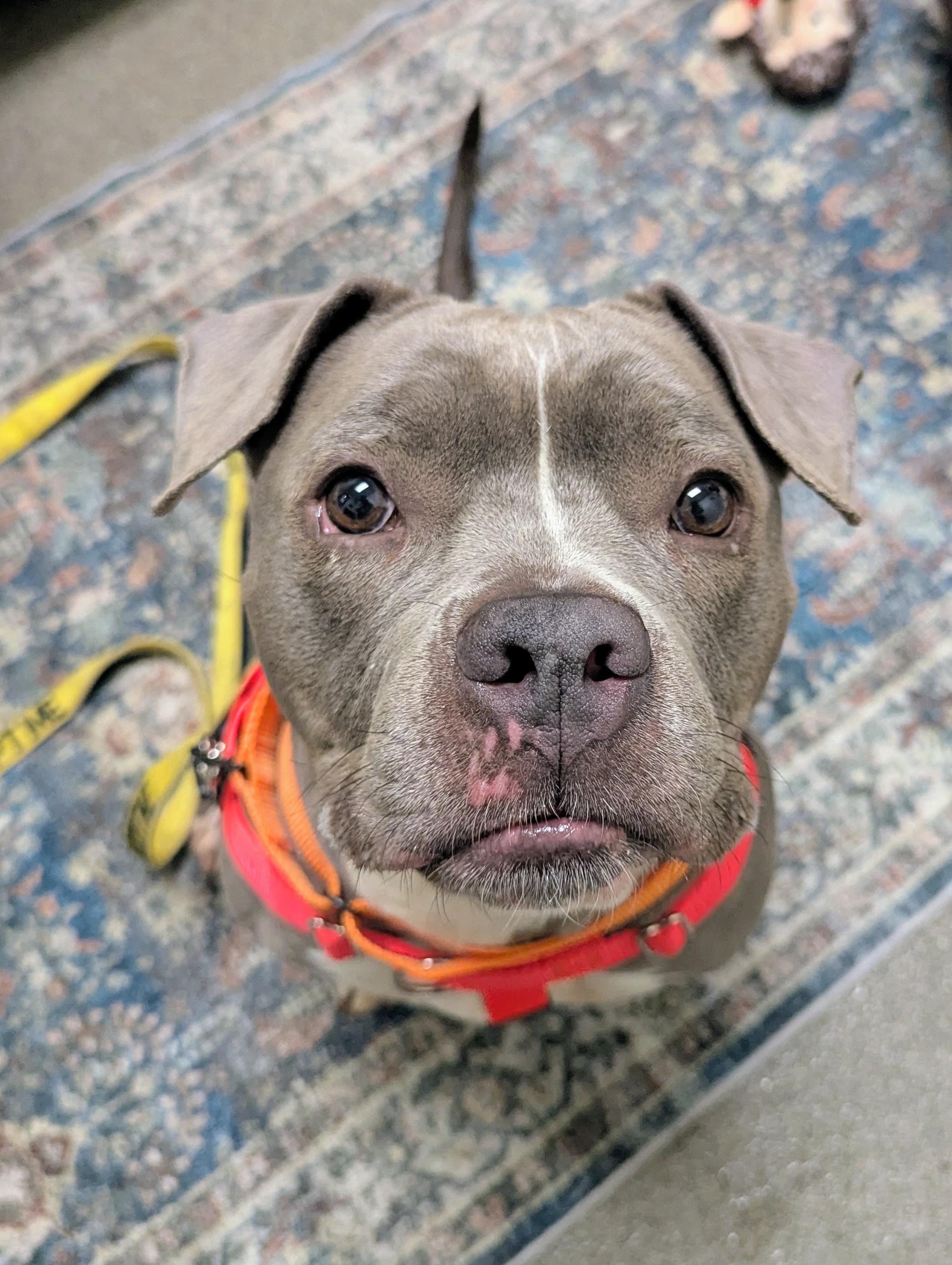 Dee, Adoptable, Adult Female Pit Bull Terrier.