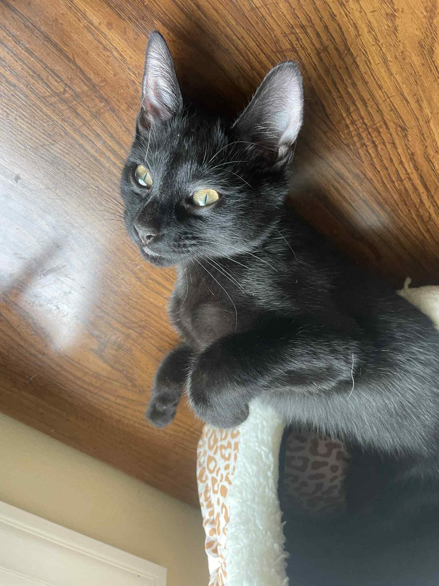 Enlarge Belovedth Turnip, a Adopted mixed breed in Brookfield, IL image 4/6