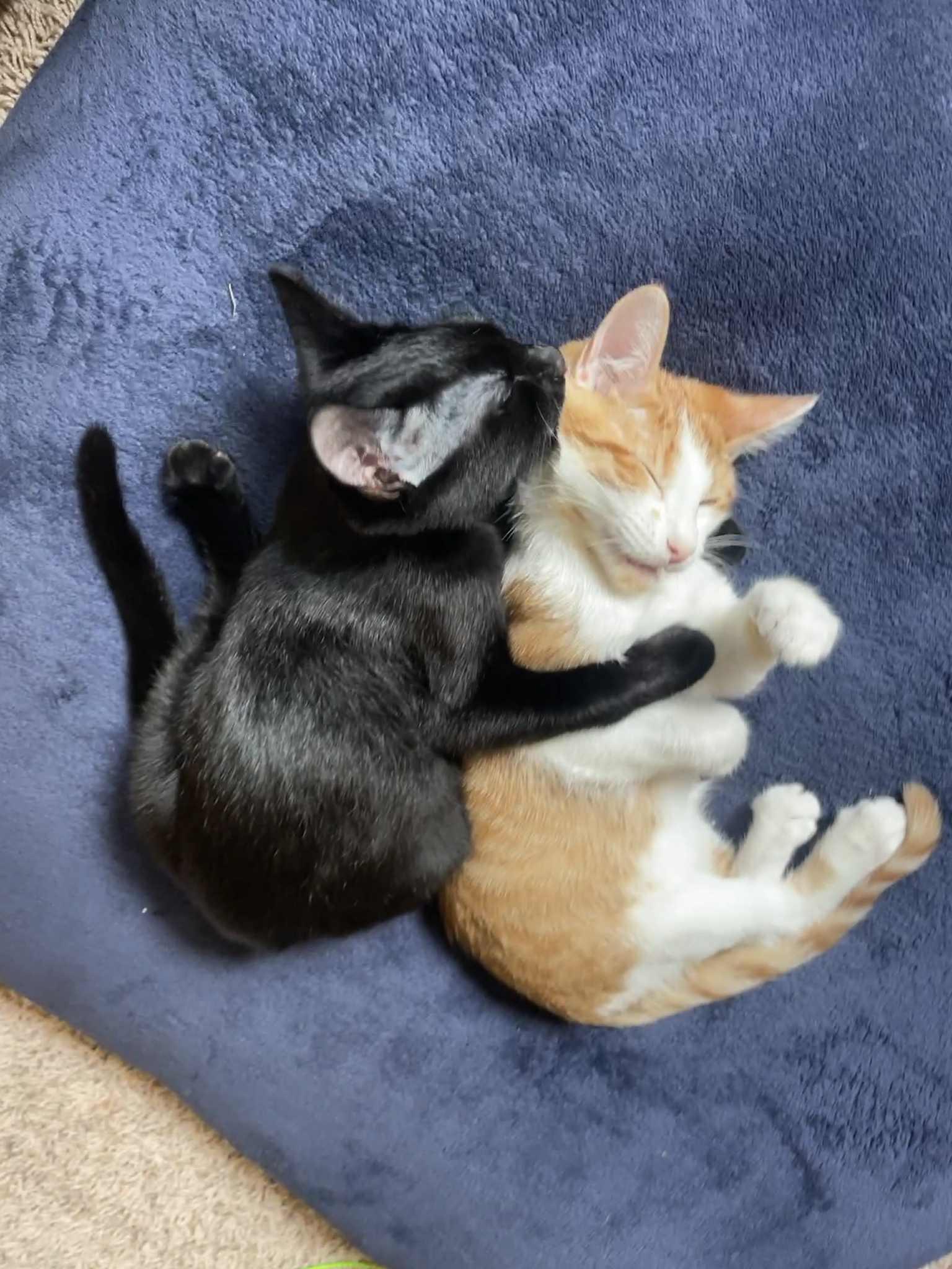 Enlarge Belovedth Turnip, a Adopted mixed breed in Brookfield, IL image 5/6