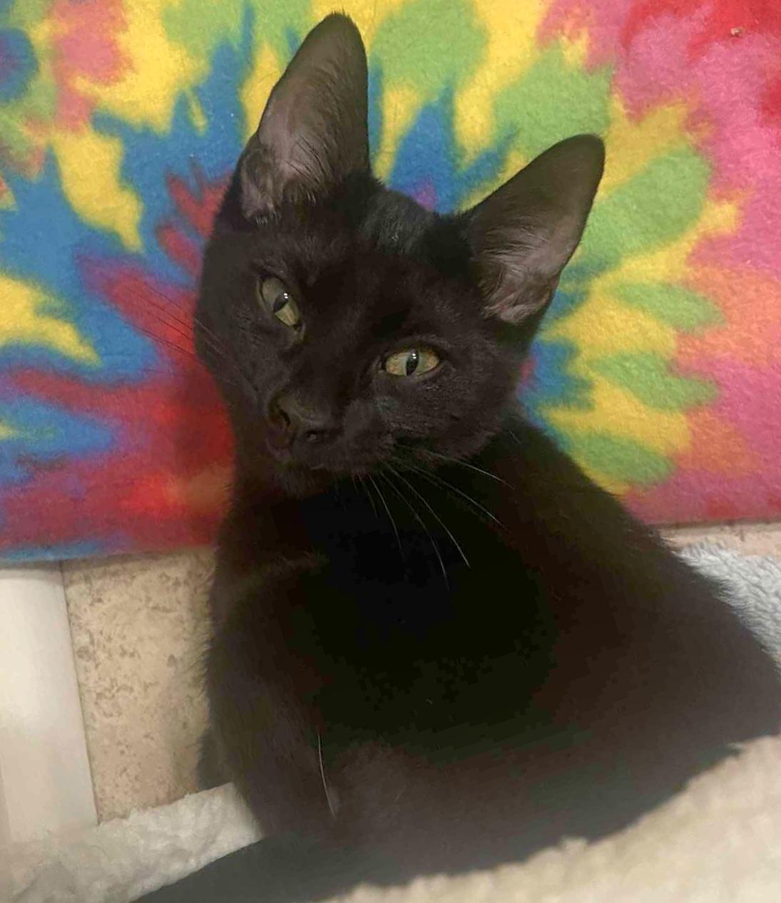 Enlarge Belovedth Turnip, a Adopted mixed breed in Brookfield, IL image 6/6