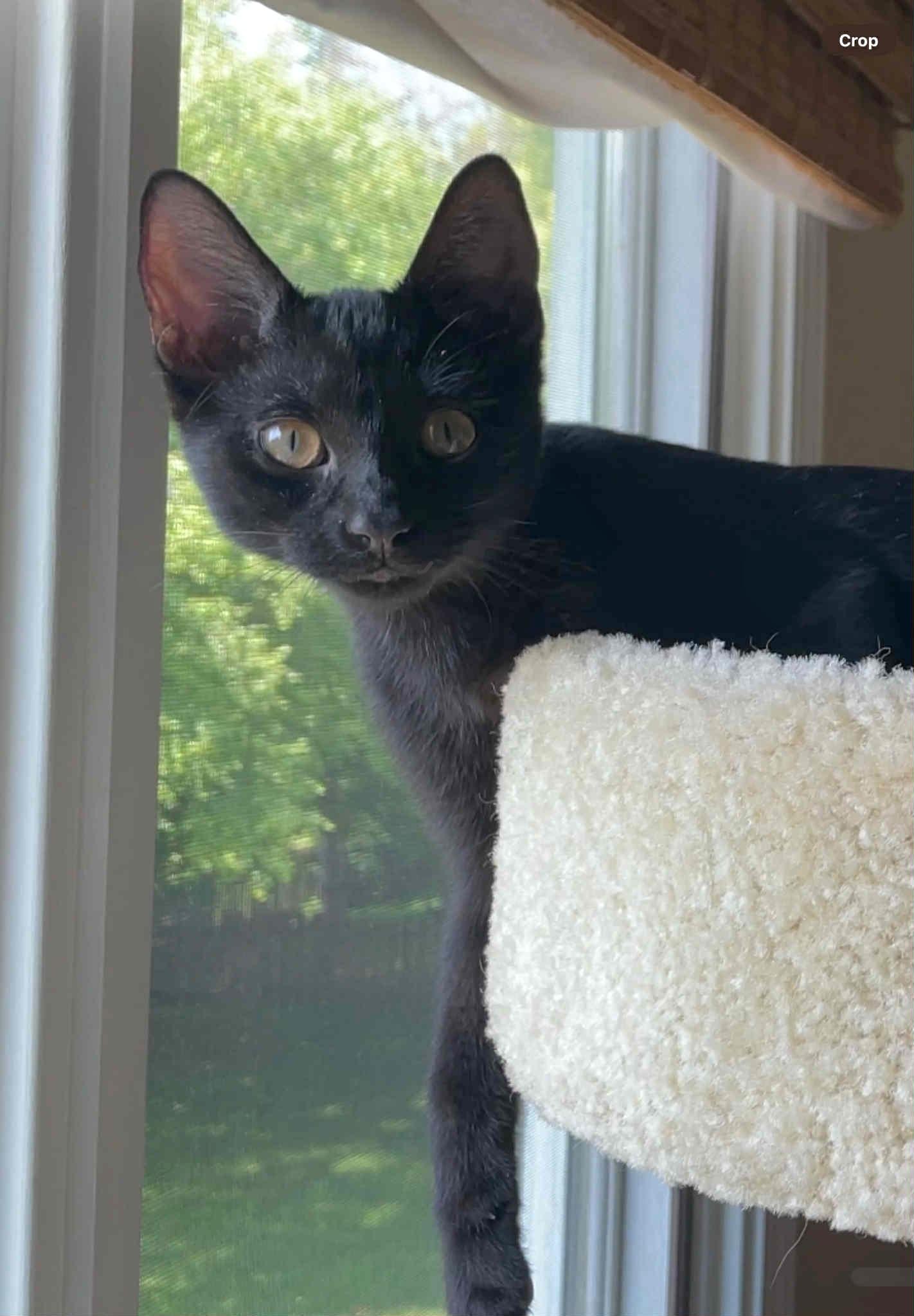 Belovedth Turnip, Adopted, Kitten Female Oriental Short Hair.