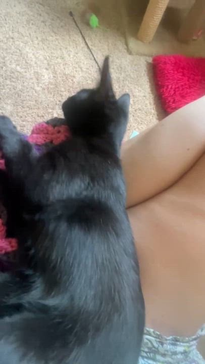 Enlarge Belovedth Turnip, a Adopted mixed breed in Brookfield, IL video 2/6