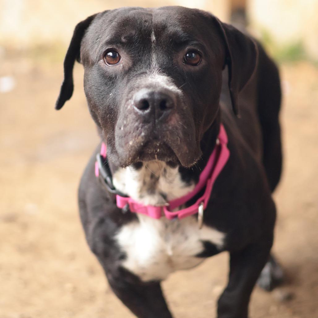 Enlarge Craig, a Adoptable Mixed Breed in Philadelphia, PA image 4/6