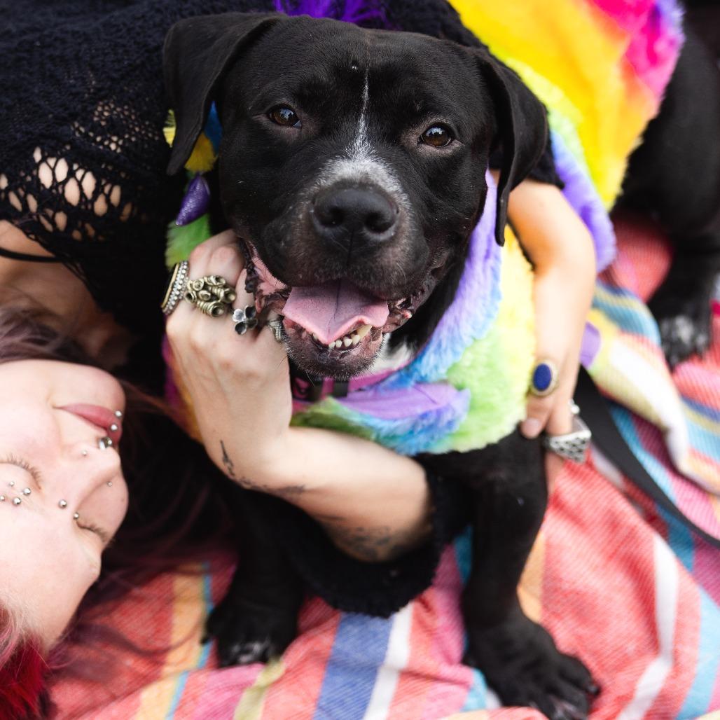 Enlarge Craig, a Adoptable Mixed Breed in Philadelphia, PA image 5/6