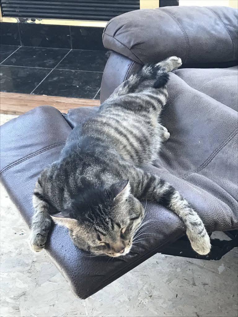 Yogi, Adopted, Adult Male Domestic Short Hair & Tabby.