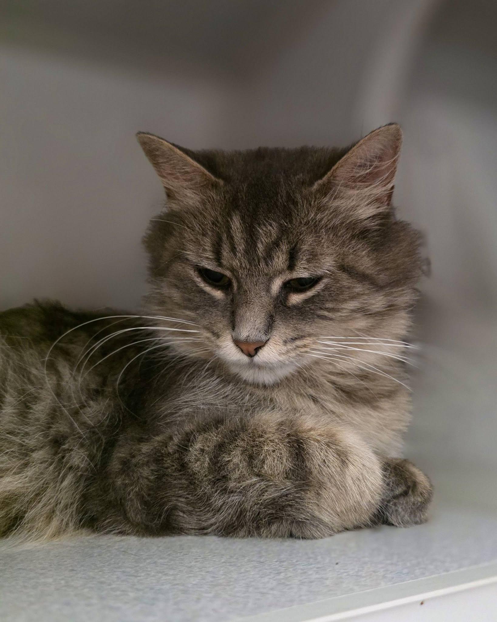 Dory, a Adoptable Domestic Long Hair in Sterling Heights, MI image 4/5