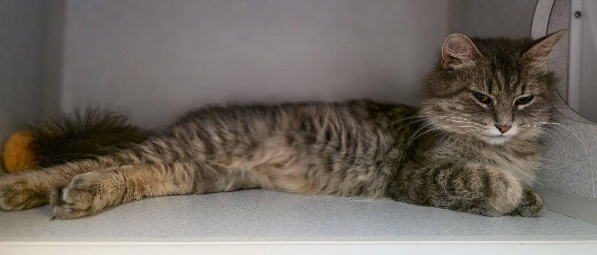 Dory, a Adoptable Domestic Long Hair in Sterling Heights, MI image 5/5