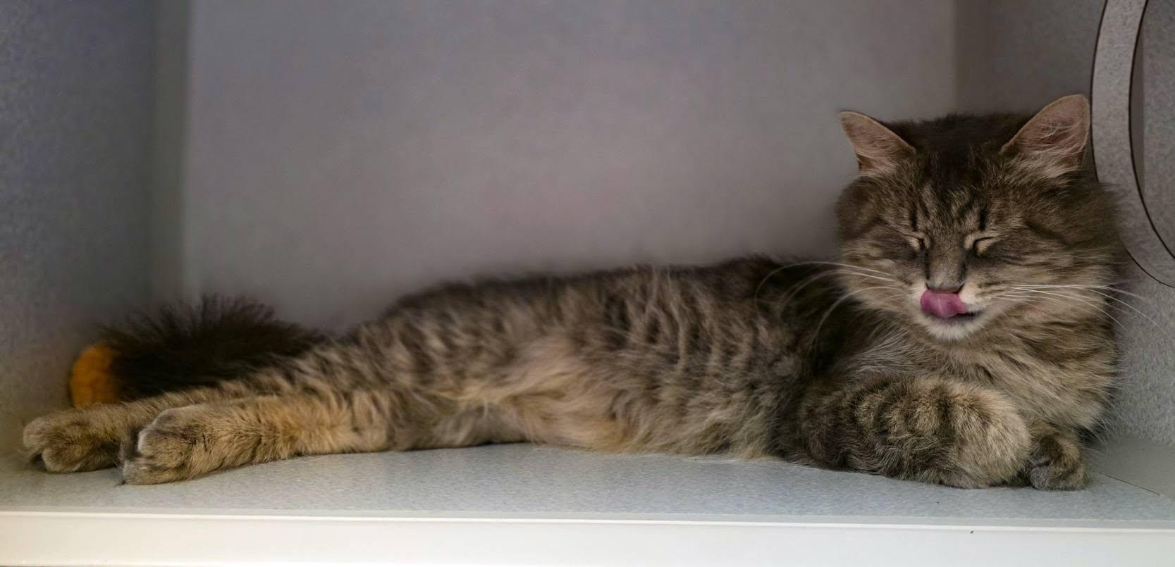 Dory, a Adoptable Domestic Long Hair in Sterling Heights, MI image 2/5